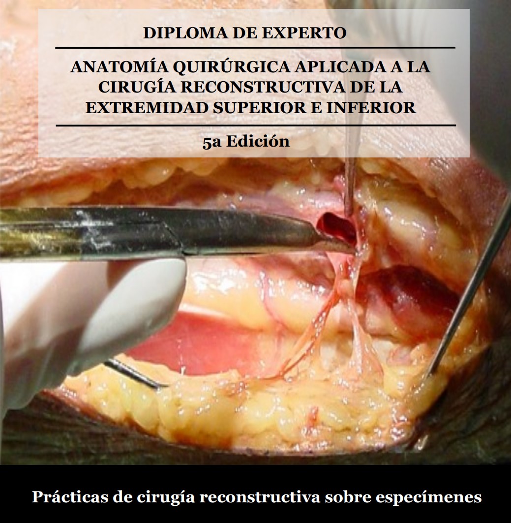 anatomia
